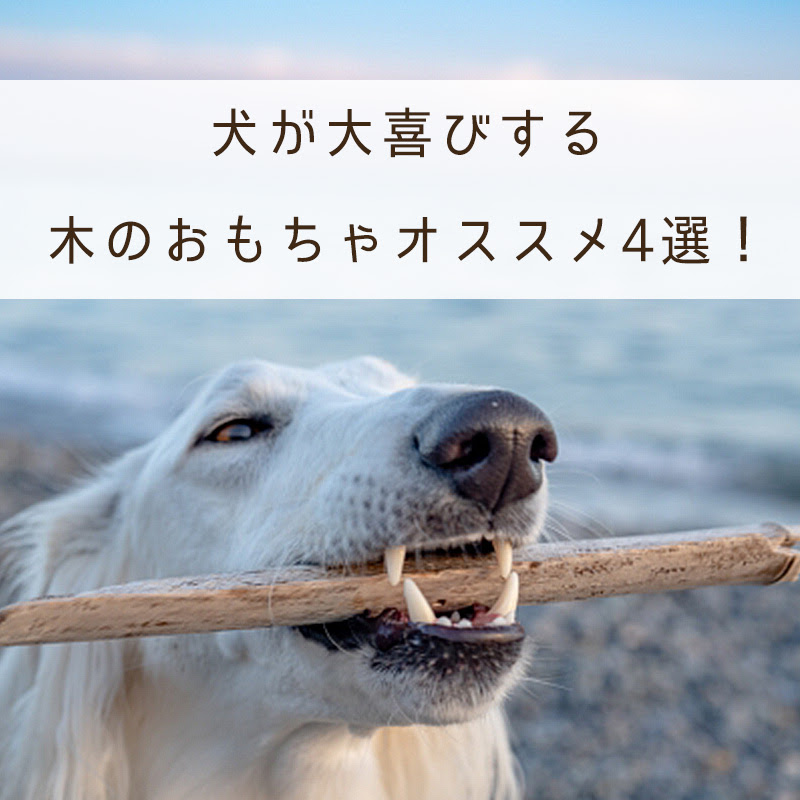 犬が大喜びする木のおもちゃ4選 木のおもちゃのメリットと注意点を紹介