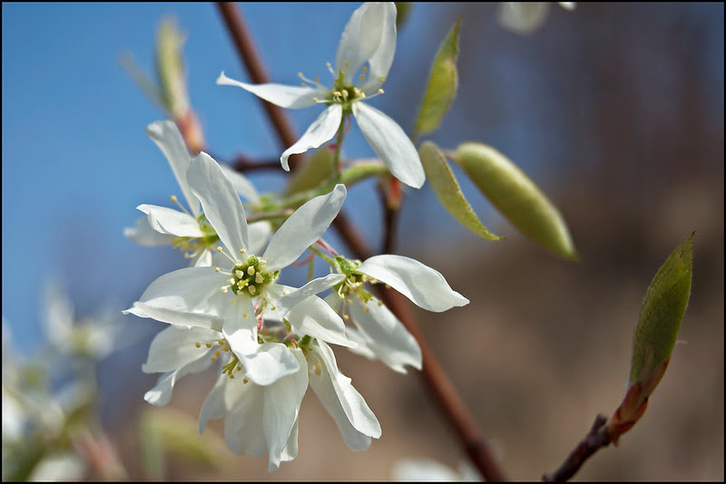 Shadebush Blossom