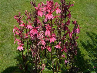 宿根ロベリア 新 花と緑の詳しい図鑑