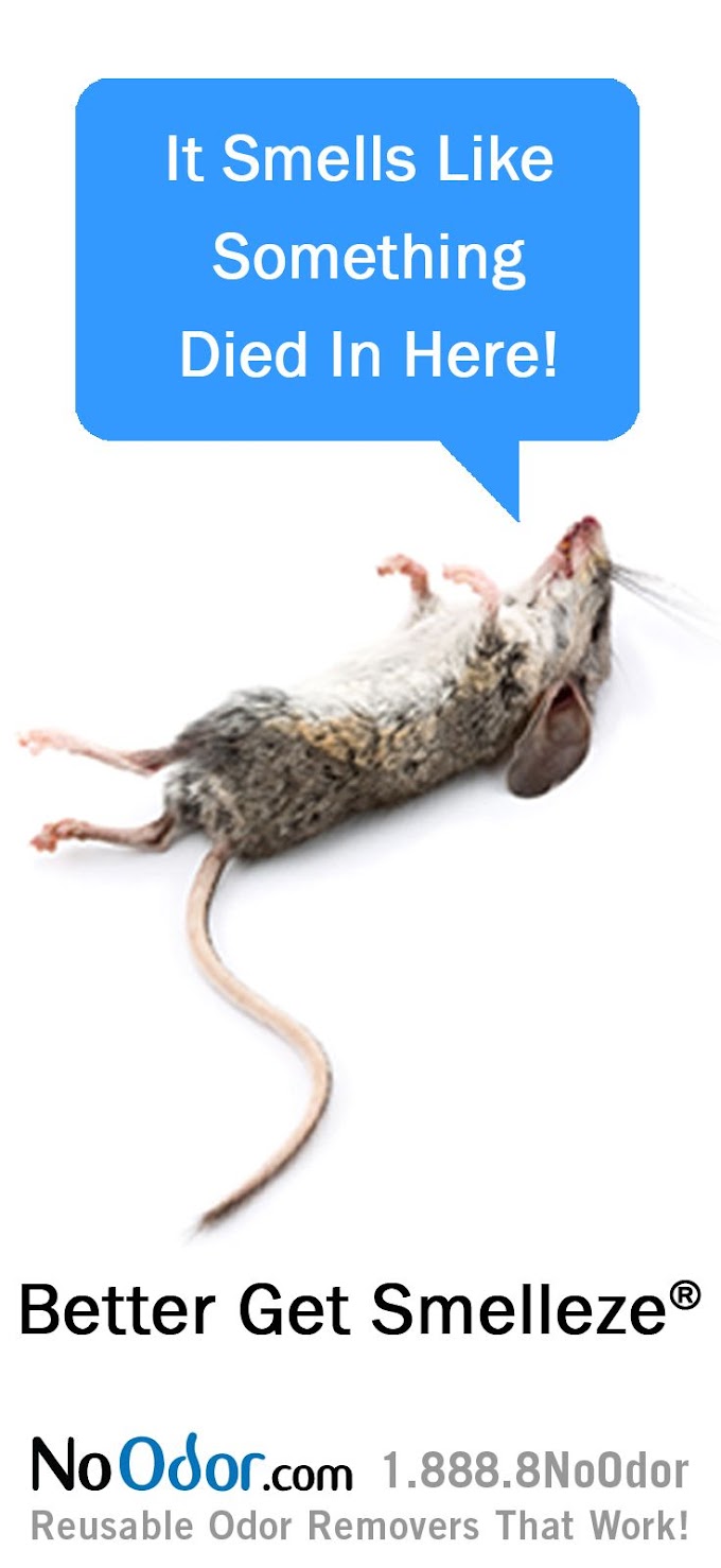 6+ How Long For Dead Rat Smell To Go Away Ideas