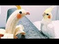 Did you know that BIRDS CAN BE EVEN FUNNIER THAN CATS? - Funny ANIMAL compilation