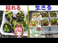 200以上 食虫植物 育て方 土 123665