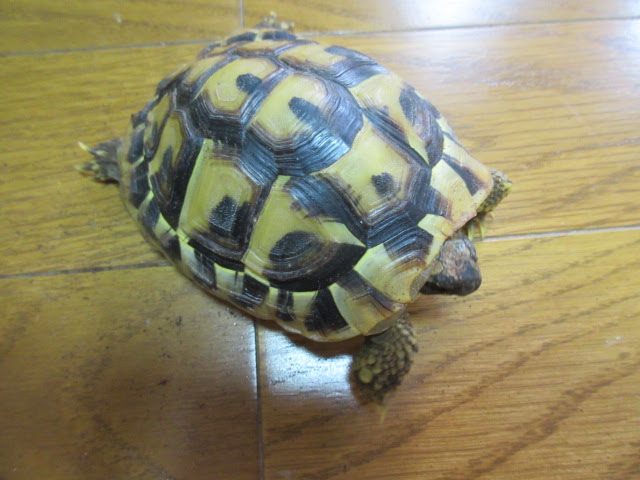 カメ 中古水槽 飼育器具 爬虫類専門 リユースショップ ケイエス