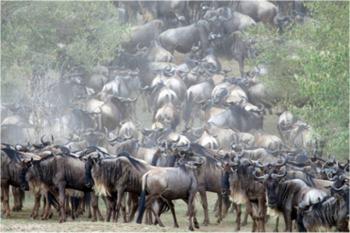 wildebeest-migration