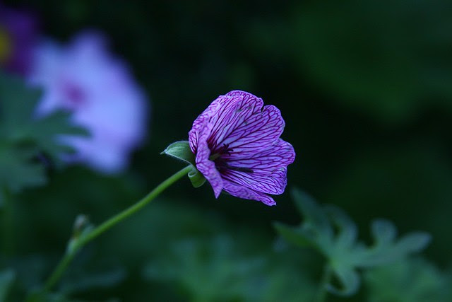 flowers, portland memory garden