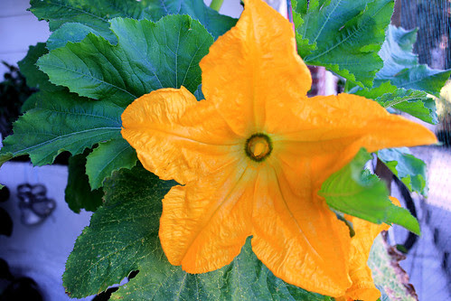 Male courgette flower