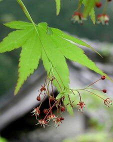 花 モミジ 10月23日の花と花言葉 モミジ 魅る魅るガーデニング