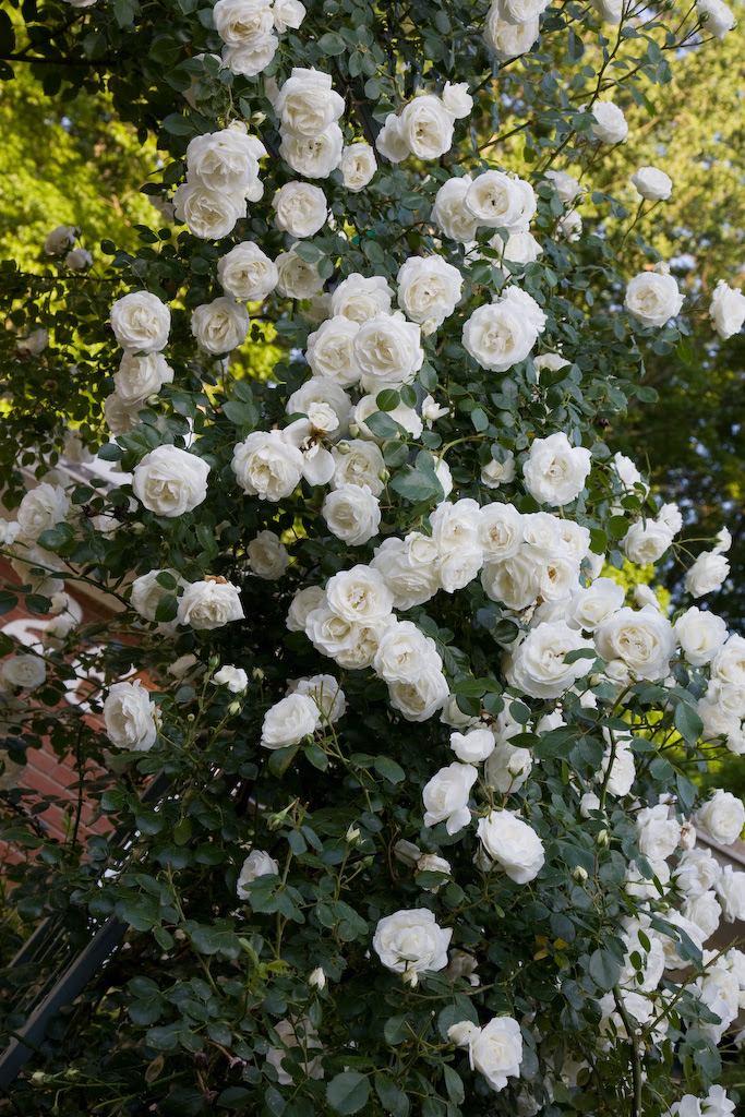 white_dawn3