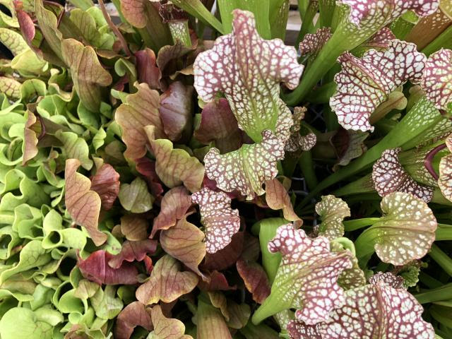 食虫植物のサラセニア入荷です インテリアグリーンとギフト プランツコーディネイトのアジアック