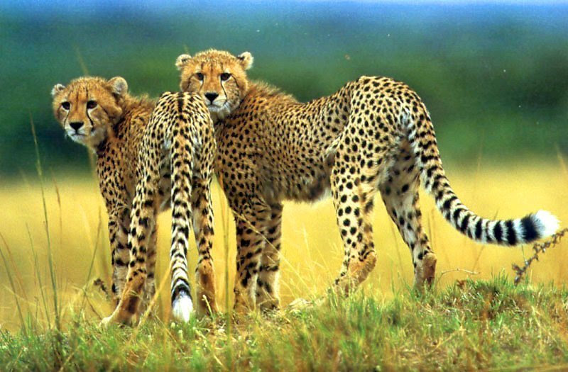 cheetah wallpaper. Cheetah Wallpaper