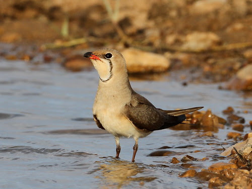 2011_06_16 PO - Collared Pratincole (Glareola pratincola) 03