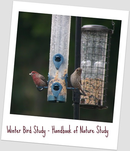 Finches in the Feeders