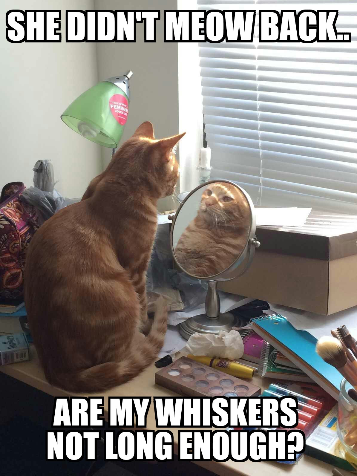 Self Awareness Cat Funny