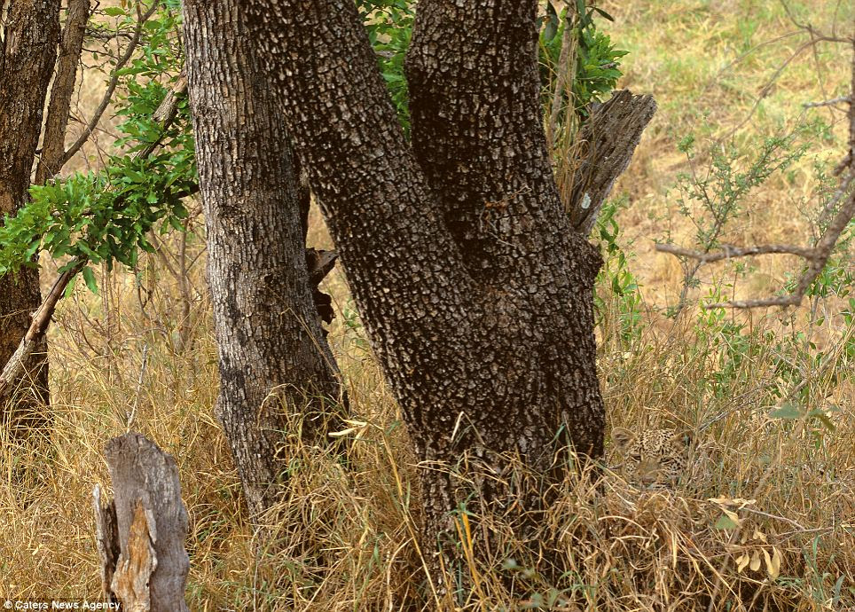Can you spot me? A Leopard conceals herself in vegetation at the base ...