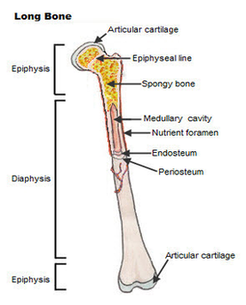 final long bone diagram | Anatomy System - Human Body ...