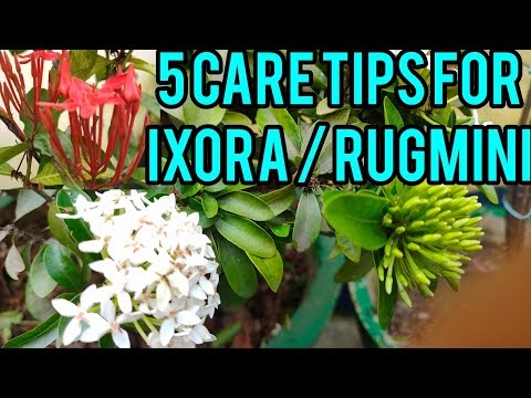 how to care ixora plant