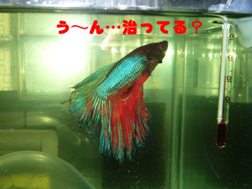 再発 尾腐れ病治療６日目 ほのぼのむら日記 会社でベタ飼い