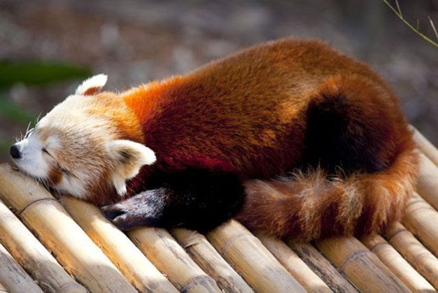 cute quotes about animals. tattoo cute quotes about