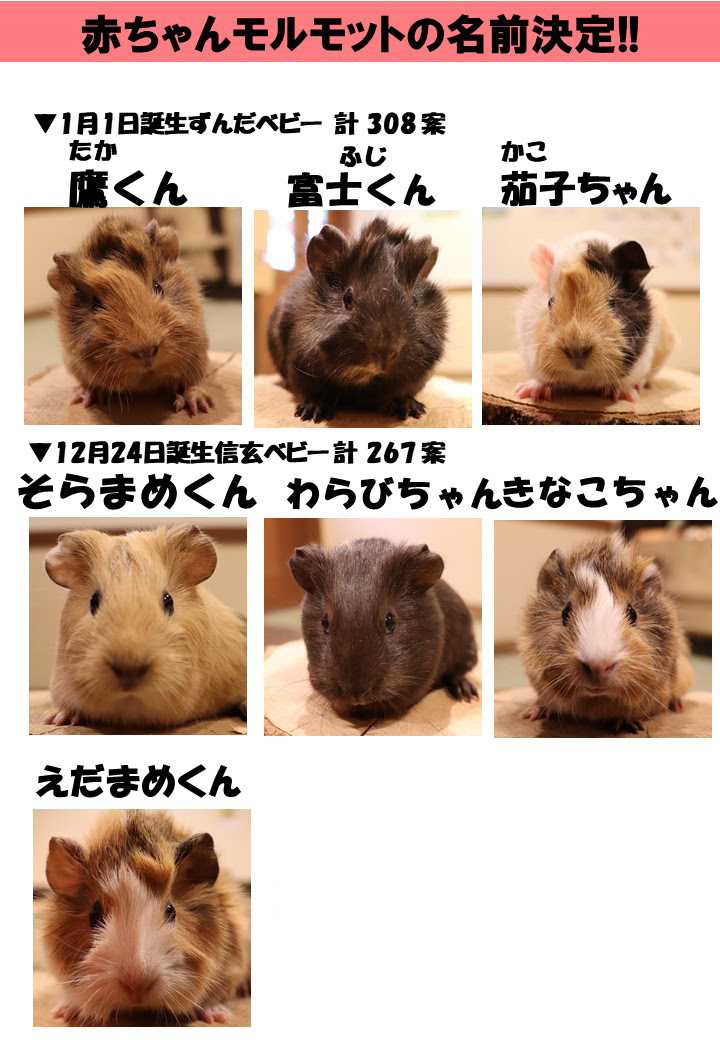 モルモットの赤ちゃんたちのお名前が決まりました