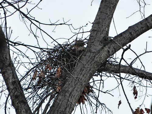 Martha in New-New Nest