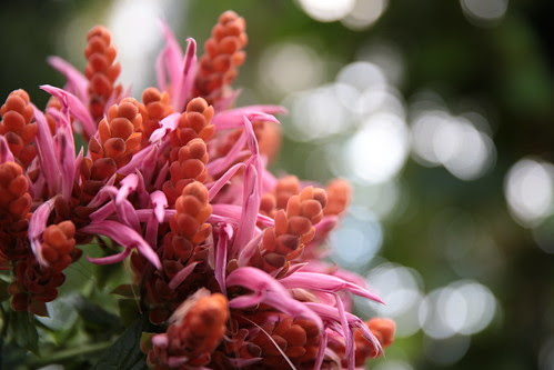 Flowers at Kew Gardens