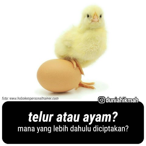 telur ayam lucu
