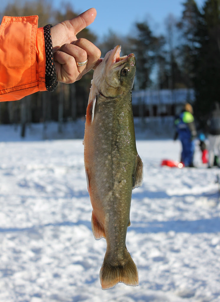 Catch of the Day