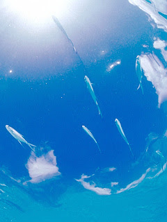 海の楽園 海から見た空 の待ち受け画像 壁紙 動物 パラダイス