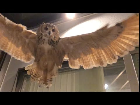 フクロウってこんなに綺麗に飛ぶんだｗｗ アニマル動画 もふもふ通信
