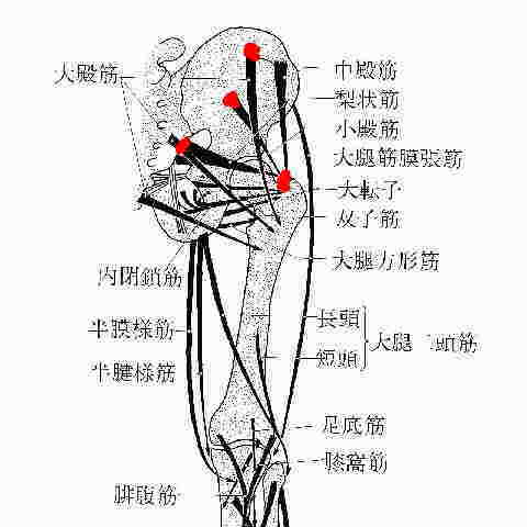 股関節痛治療法 手術以外の治療方法保存療法 四十股関節 五十股関節 鼠径部痛症候群 変形性股関節症 臼蓋形成不全 腰痛 腰椎すべり症 大腿神経痛 坐骨神経痛 陰部神経痛 伊豆市 東伊豆町 伊東市 熱海市 静岡県 神奈川 東京 千葉