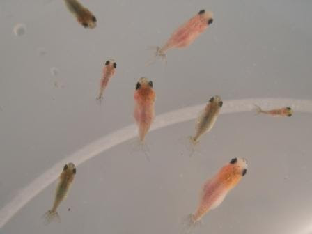 金魚 桜錦の繁殖に挑戦 ２ ４ヶ月経過編