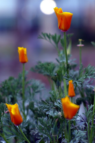 Jupiter 9 85mm f/2.0 Test Shots