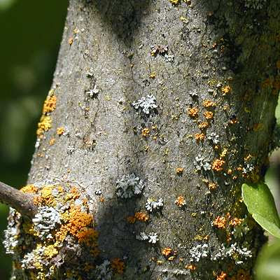 black cherry tree bark. lack cherry tree bark. cherry