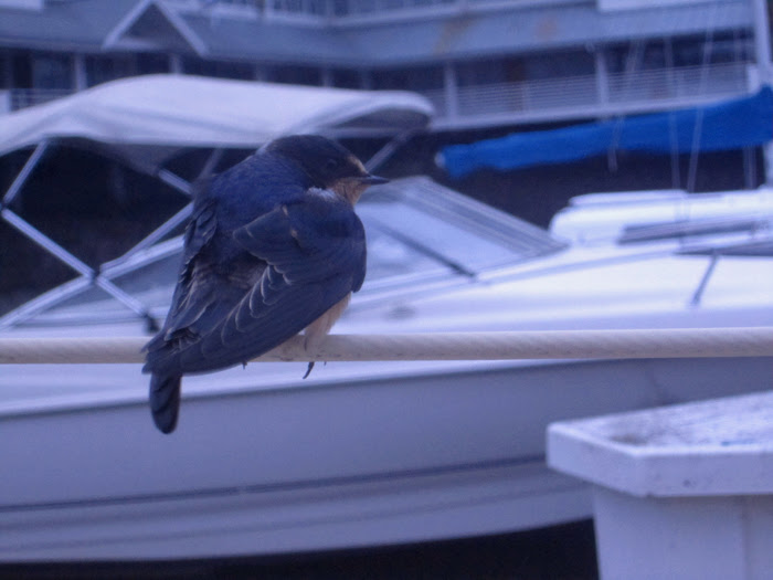 Birds 020