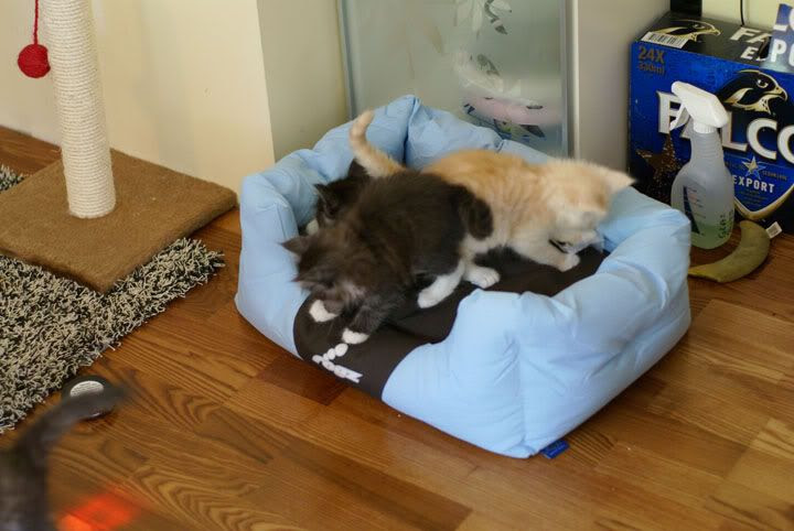 Shantaram's jaktplans-kull, Maine Coon