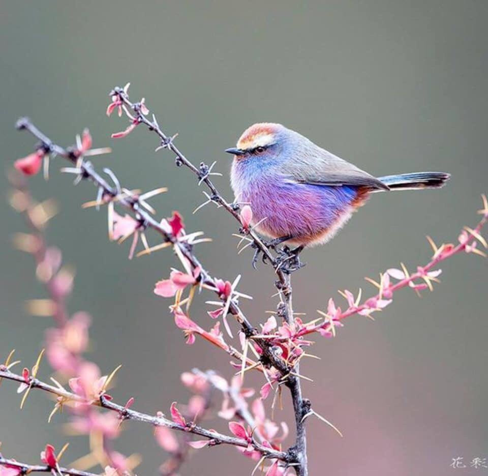 フジイロムシクイはパステルカラーが綺麗な鳥 Netgeek