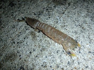 Fumi S Blog 釣行記