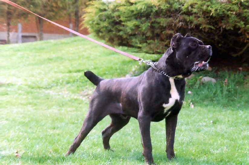Top 10 Badass Guard Dogs - Listverse