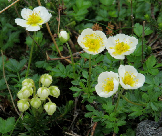 大雪山の花