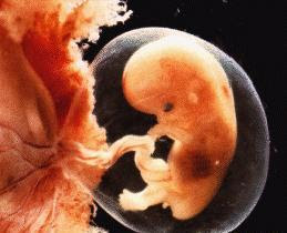 Bebe Foetus 5 Semaines