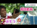 ぶどう 苗 育て方 196247-ぶどう 苗 育て方