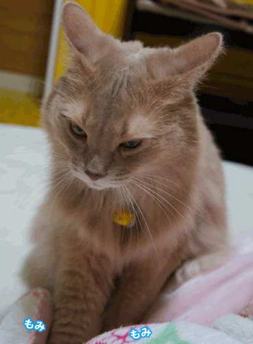 2221 猫のもみもみ お散歩大好き猫ブログ