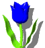 Tulipan