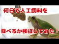 最高のコレクション カエル 人工餌のみ 150864