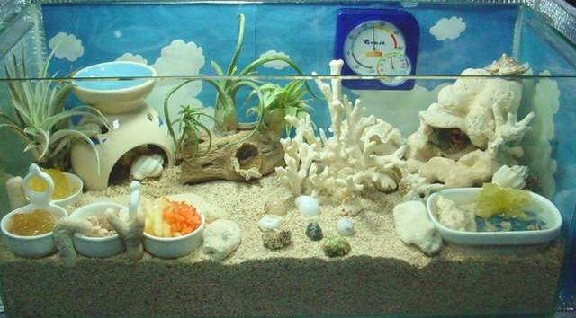 オカヤドカリ 海からの幸せ