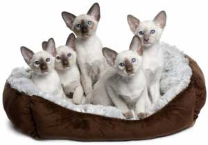 Le Chat Siamois