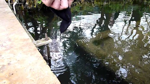 Botanischer Garten Munchen Fisch