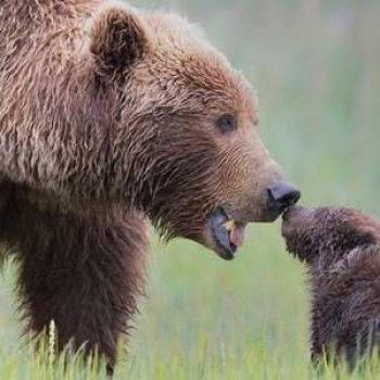 13 'How did you get that?' wildlife photos from Tin Man Lee