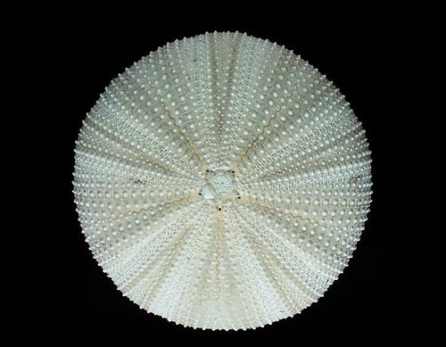 Sea Urchin skeleton