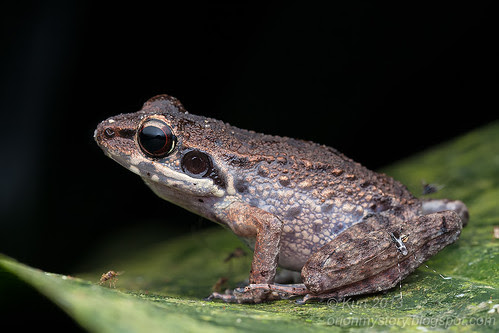 Masked Rough-sided Frog IMG_4265 copy